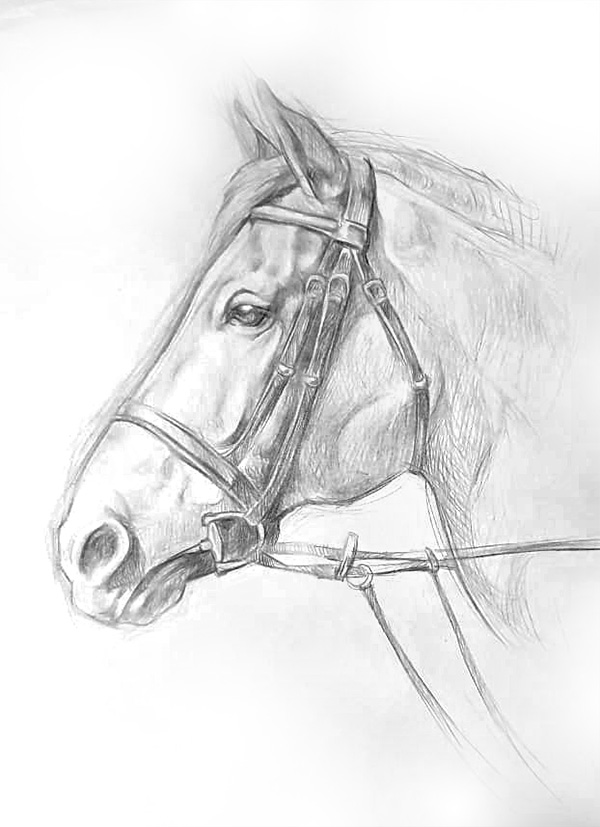 horse-sketch